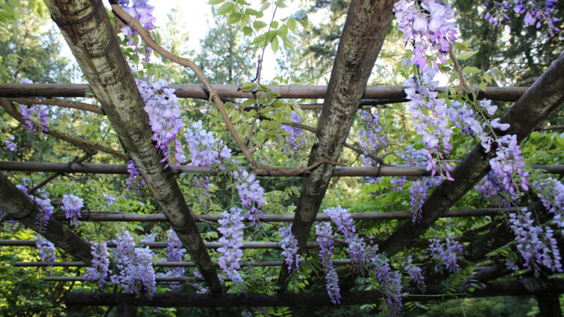 Cómo cuidar la glicinia china (Wisteria sinensis)