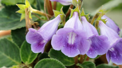 Cómo cuidar la gloxinia (Sinningia speciosa)