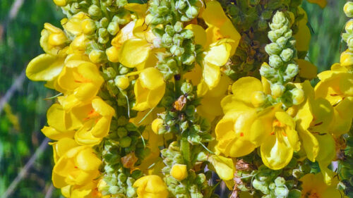 Cómo cuidar el gordolobo (Verbascum thapsus)
