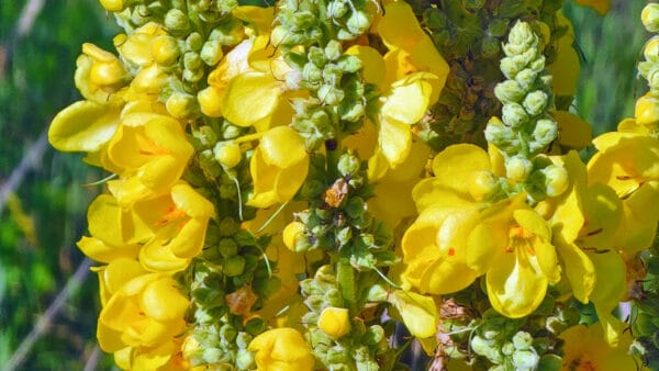 Cómo cuidar el gordolobo (Verbascum thapsus)