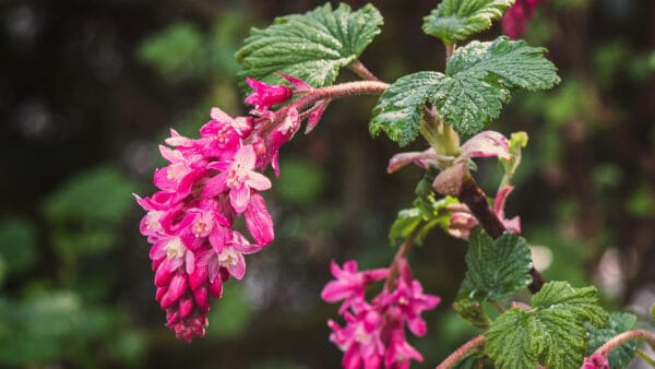 Cómo cuidar el grosellero sanguíneo (Ribes sanguineum)