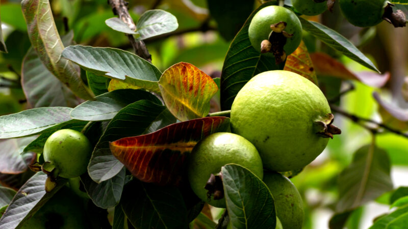 Cómo cuidar el guayabo (Psidium guajava)