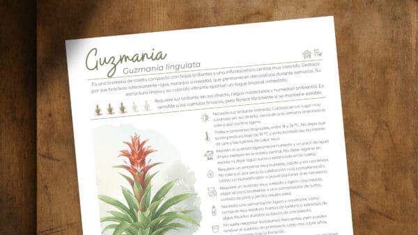 Cómo cuidar la guzmania (Guzmania lingulata)
