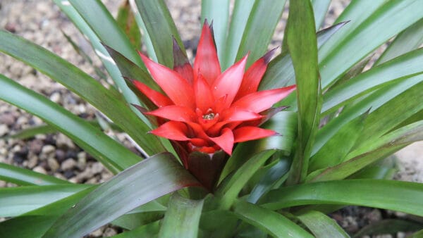 Cómo cuidar la guzmania (Guzmania lingulata)