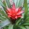 Cómo cuidar la guzmania (Guzmania lingulata)