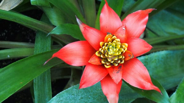 Cómo cuidar la guzmania (Guzmania lingulata)
