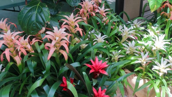 Cómo cuidar la guzmania (Guzmania lingulata)