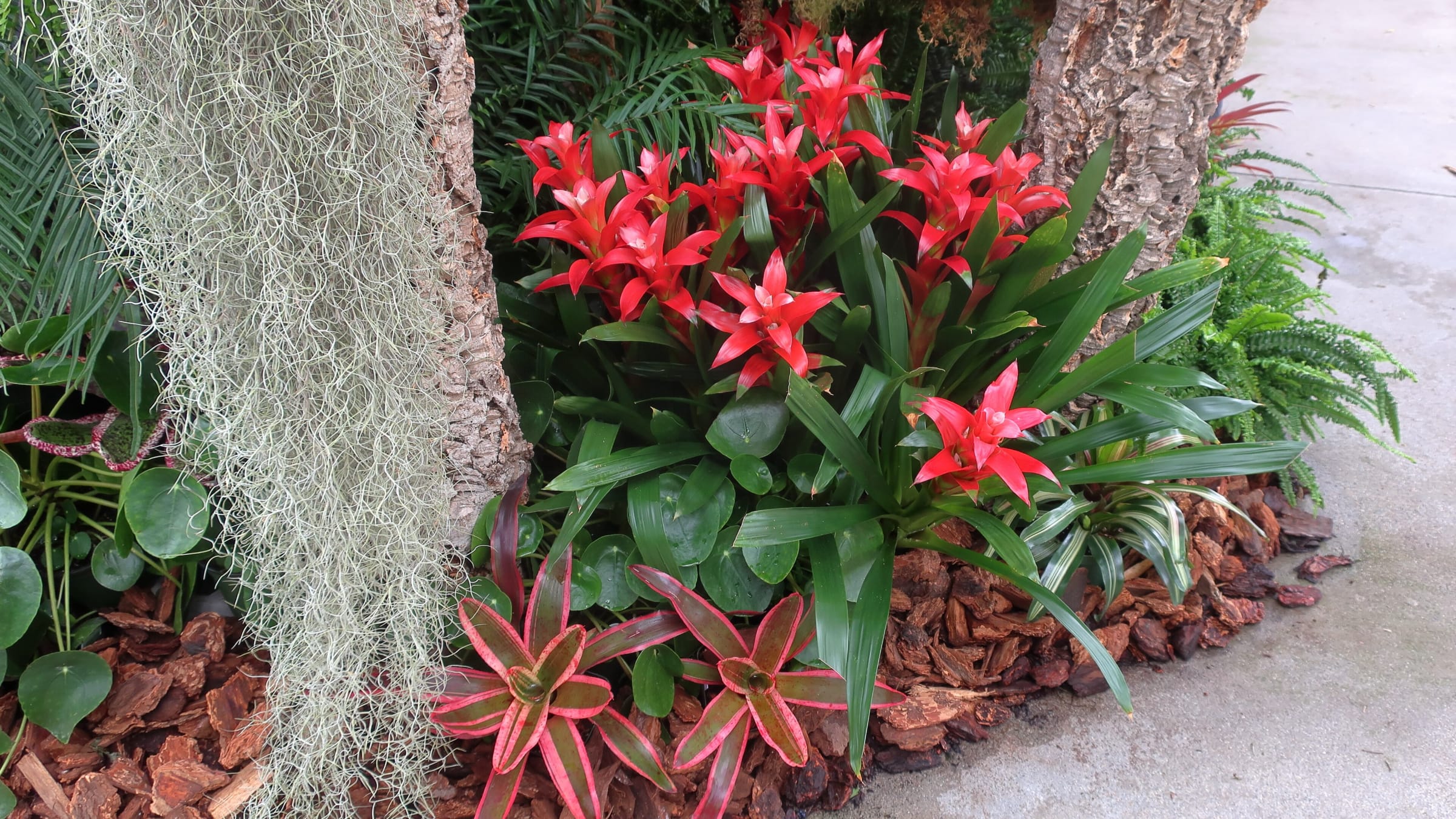 Guzmania (Guzmania lingulata)