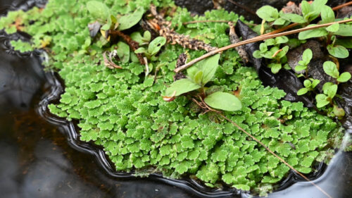 Cómo cuidar el helecho de agua (Azolla filiculoides)