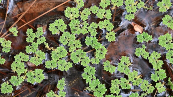 Cómo cuidar el helecho de agua (Azolla filiculoides)