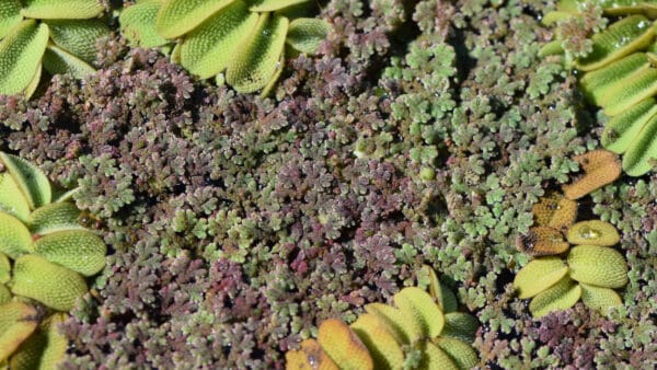 Cómo cuidar el helecho de agua (Azolla filiculoides)