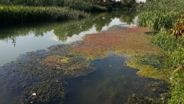 Cómo cuidar el helecho de agua (Azolla filiculoides)
