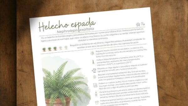 Cómo cuidar el helecho espada (Nephrolepis exaltata)