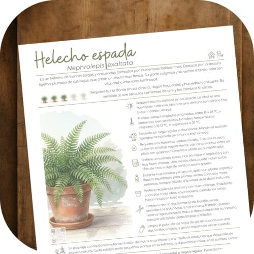 Cómo cuidar el helecho espada (Nephrolepis exaltata)