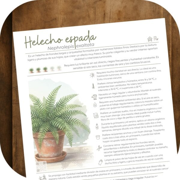 Cómo cuidar el helecho espada (Nephrolepis exaltata)