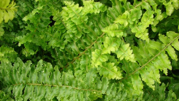 Cómo cuidar el helecho espada (Nephrolepis exaltata)