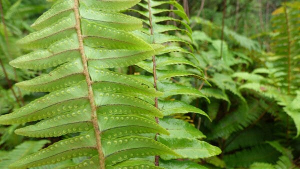 Cómo cuidar el helecho espada (Nephrolepis exaltata)