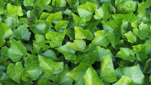 Cómo cuidar la hiedra común (Hedera helix)
