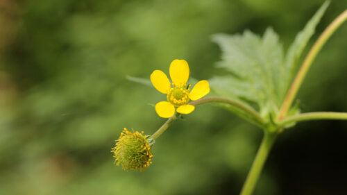 Cómo cuidar la hierba de San Benito (Geum urbanum)