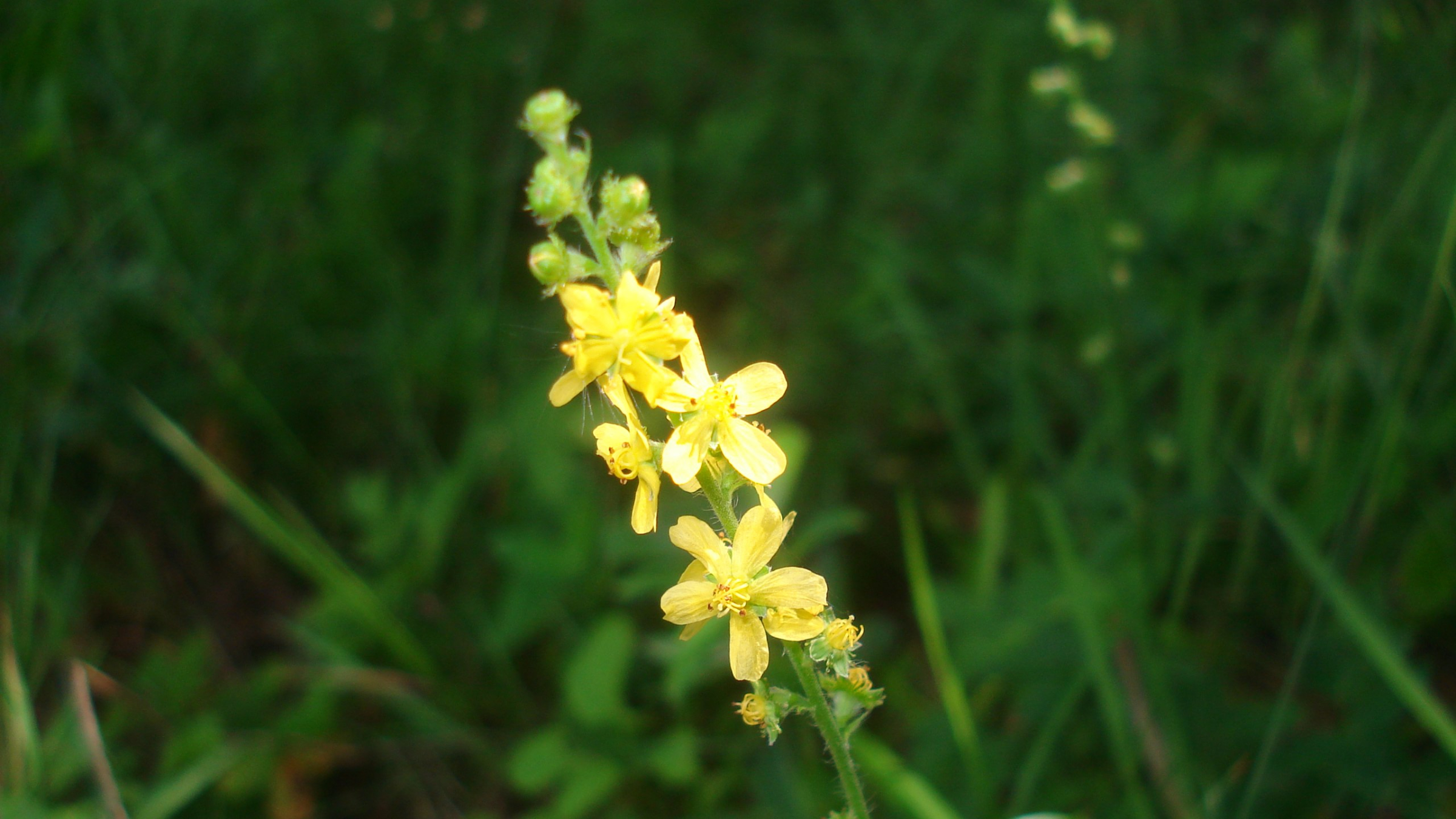 Hierba de San Guillermo (Agrimonia eupatoria)