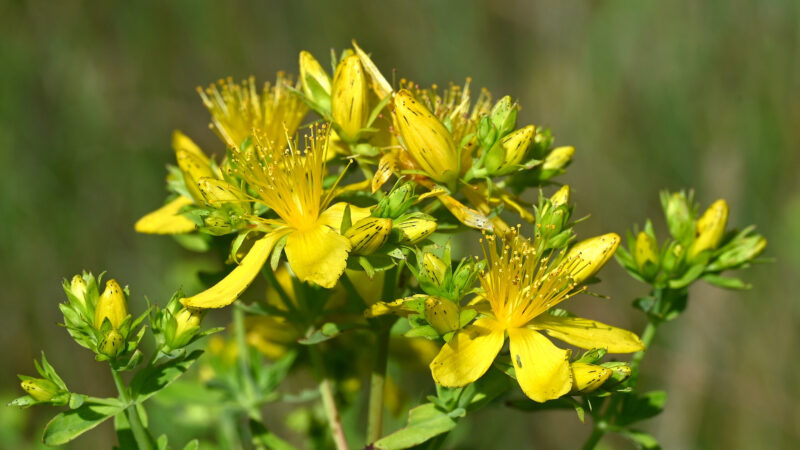 Cómo cuidar la hierba de San Juan (Hypericum perforatum)