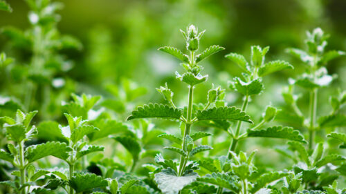 Cómo cuidar la hierba gatera (Nepeta cataria)