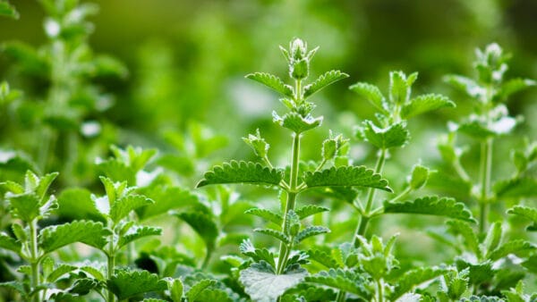 Cómo cuidar la hierba gatera (Nepeta cataria)