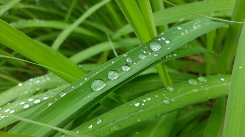 Cómo cuidar la hierba limón (Cymbopogon citratus)