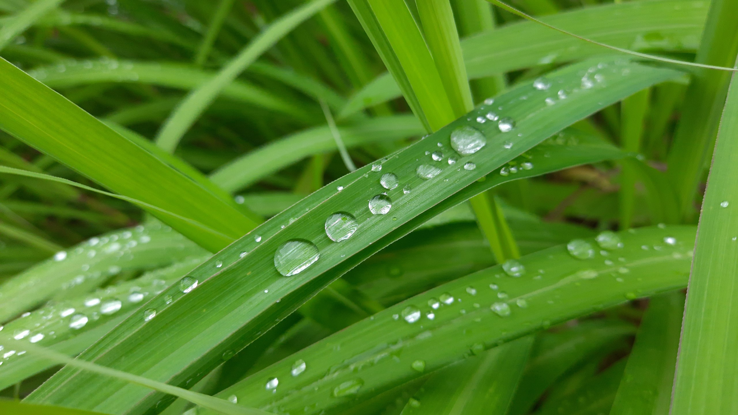Hierba limón (Cymbopogon citratus)