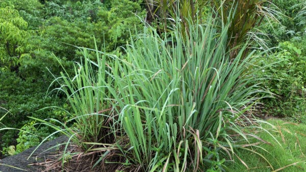 Cómo cuidar la hierba limón (Cymbopogon citratus)