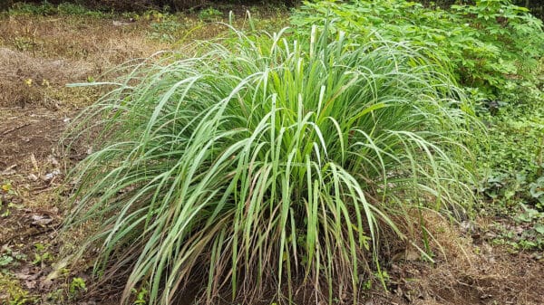 Cómo cuidar la hierba limón (Cymbopogon citratus)