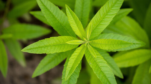 Cómo cuidar la hierba luisa (Aloysia citrodora)