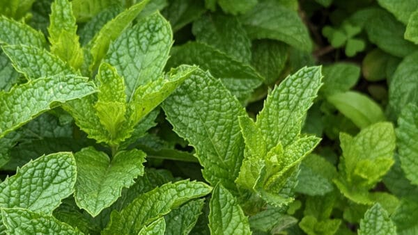 Cómo cuidar la hierbabuena (Mentha spicata)