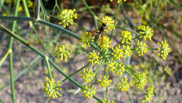 Cómo cuidar el hinojo (Foeniculum vulgare)