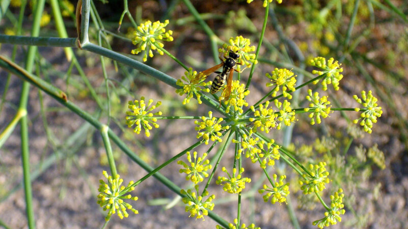 Cómo cuidar el hinojo (Foeniculum vulgare)