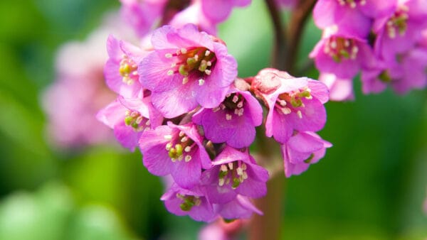 Cómo cuidar la hortensia de invierno (Bergenia cordifolia)
