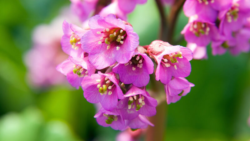 Cómo cuidar la hortensia de invierno (Bergenia cordifolia)