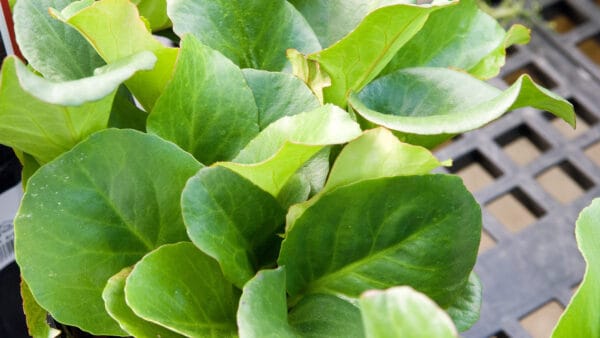 Cómo cuidar la hortensia de invierno (Bergenia cordifolia)