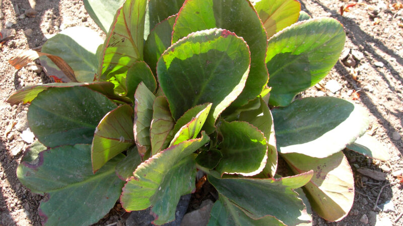 Cómo cuidar la hortensia de invierno (Bergenia cordifolia)