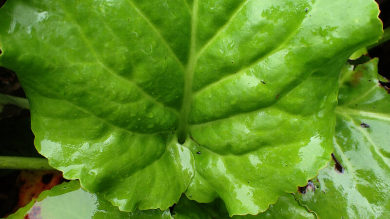 Cómo cuidar la hortensia de invierno (Bergenia cordifolia)