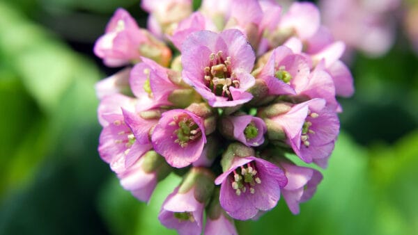 Cómo cuidar la hortensia de invierno (Bergenia cordifolia)