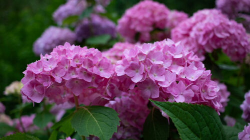 Cómo cuidar la hortensia (Hydrangea macrophylla)
