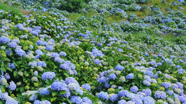 Cómo cuidar la hortensia (Hydrangea macrophylla)