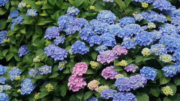Cómo cuidar la hortensia (Hydrangea macrophylla)
