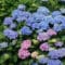 Cómo cuidar la hortensia (Hydrangea macrophylla)