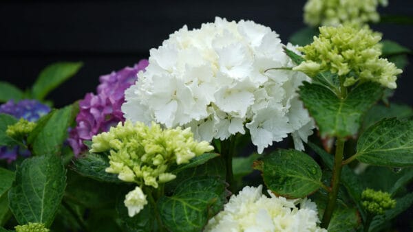 Cómo cuidar la hortensia (Hydrangea macrophylla)