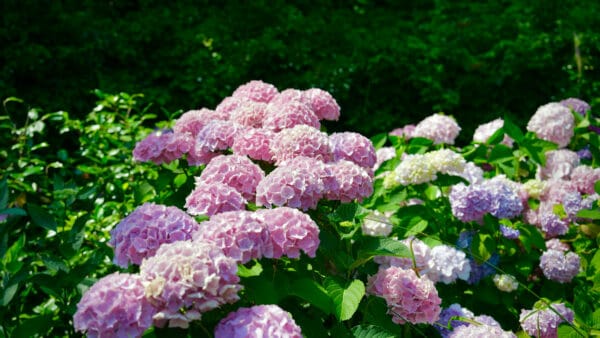 Cómo cuidar la hortensia (Hydrangea macrophylla)