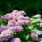 Cómo cuidar la hortensia (Hydrangea macrophylla)