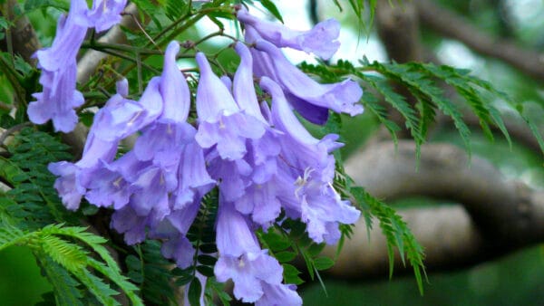 Cómo cuidar el jacaranda (Jacaranda mimosifolia)