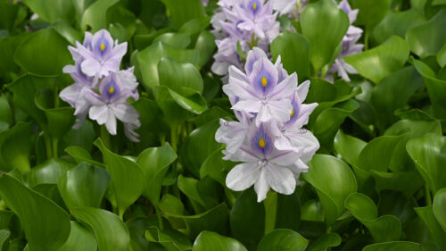 Cómo cuidar el jacinto de agua (Eichhornia crassipes)